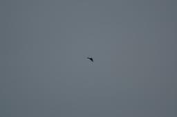 dsc_1708.jpg