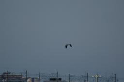 dsc_1709.jpg