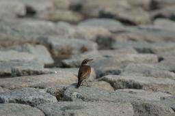 dsc_1711.jpg