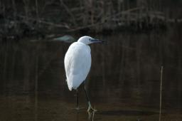 dsc_1736.jpg