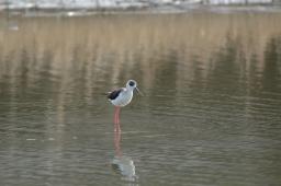 dsc_1794.jpg