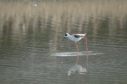 dsc_1795.jpg