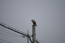dsc_1838.jpg