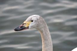 dsc_1932.jpg