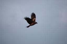 dsc_1941.jpg