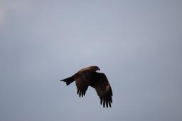 dsc_1942.jpg