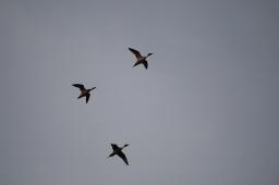 dsc_1948.jpg