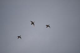dsc_1949.jpg