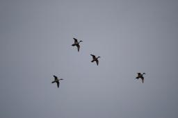 dsc_1950.jpg