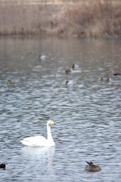 dsc_1985.jpg