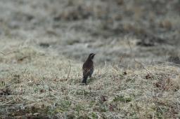 dsc_2030.jpg