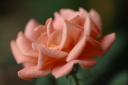 dsc_2097.jpg