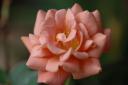 dsc_2100.jpg