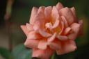 dsc_2101.jpg