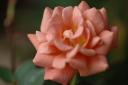 dsc_2102.jpg