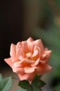 dsc_2103.jpg