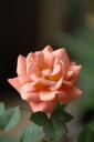 dsc_2105.jpg
