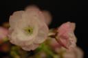 dsc_2495.jpg