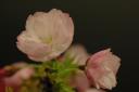 dsc_2498.jpg