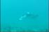 01.manta.mp4