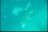 03.spottedeagleray.mp4
