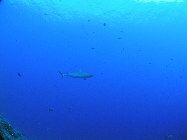 shark2