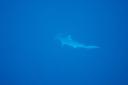 dsc_3906.jpg