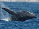 dsc_5176.jpg