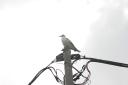 dsc_7977.jpg