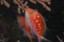 dsc_8019.jpg