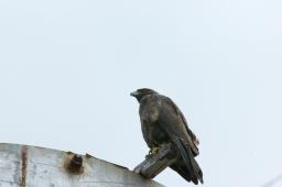 dsc_8347.jpg