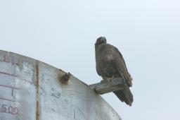 dsc_8349.jpg