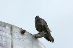 dsc_8351.jpg