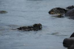 dsc_8375.jpg