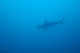 dsc_8518.jpg