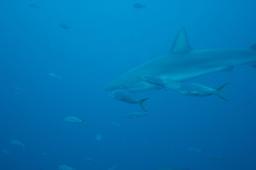 dsc_8547.jpg