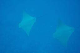 dsc_8603.jpg