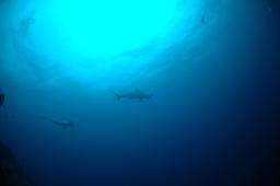 dsc_8768.jpg