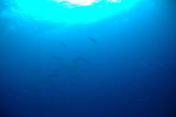 dsc_8794.jpg