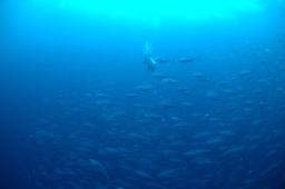 dsc_8826.jpg