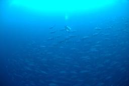 dsc_8827.jpg