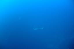 dsc_8881.jpg