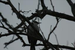 dsc_9145.jpg