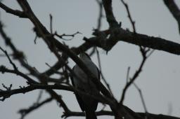 dsc_9146.jpg