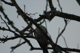 dsc_9147.jpg