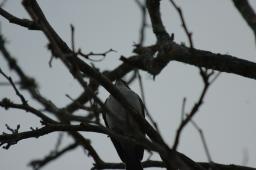 dsc_9148.jpg