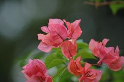 dsc_3373.jpg