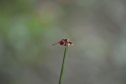 dsc_3377.jpg