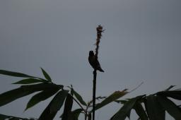 dsc_3387.jpg