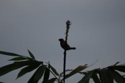 dsc_3388.jpg